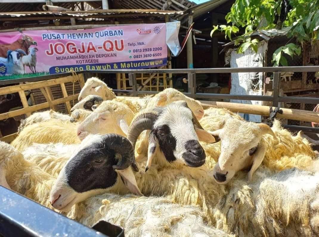 Penjualan Hewan Kurban PRM Depokan