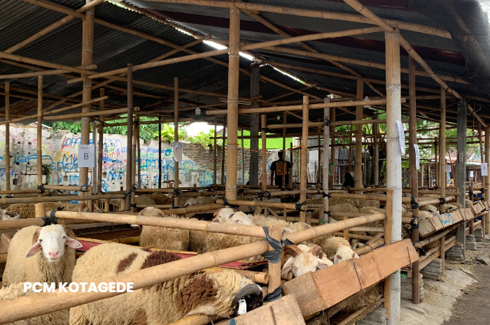 Pusat Pengadaan Hewan Qurban AMM Kotagede
